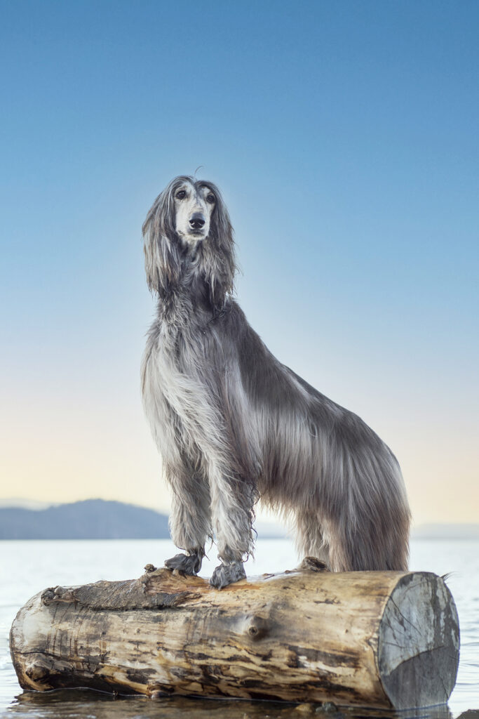 Dog photographer's image of a majestic afghan hound on the lakeshore at sunset. 