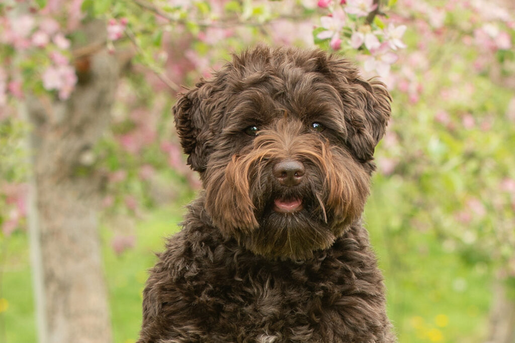 Cockapoo photographed at Smolak Farms, Massachusetts during apple blossom season.