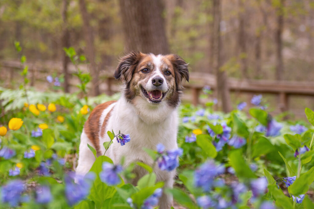 Spring pet portrait of a mixed breed dog amid wild flowers in bloom in Massachusetts