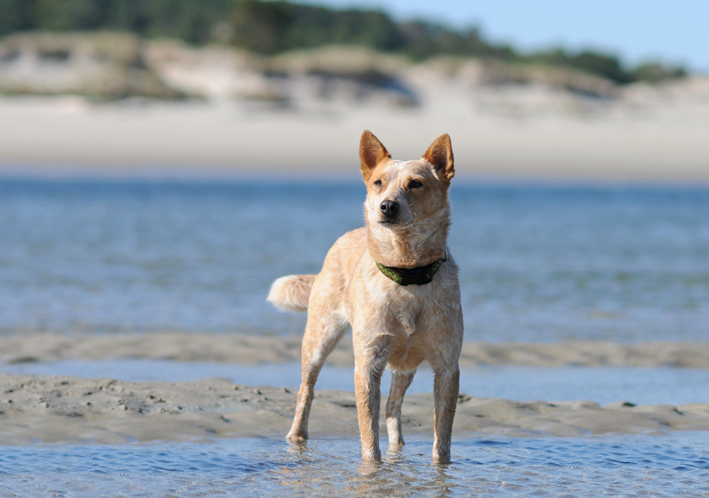 cattle dog mix on the beach on the North Shore of Massachusetts