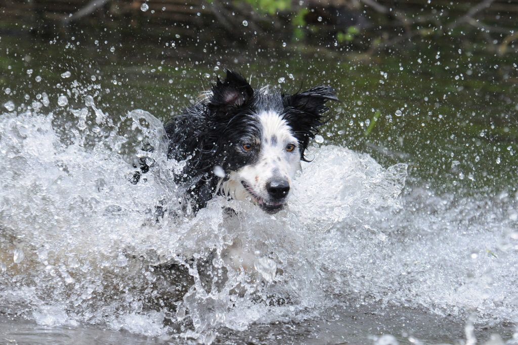 Border Collie crashing through water while being photographed by Greater Boston dog photographer, Donna Kelliher Photography