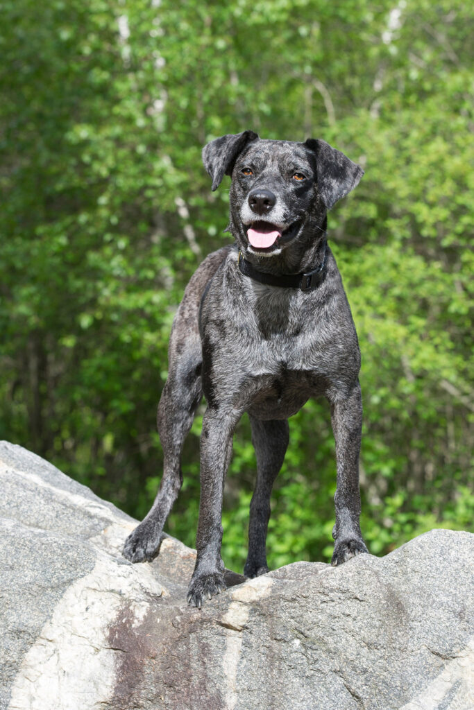 Catahoula Leopard Dog mix photographed at the Ipswich River Park in North Reading
