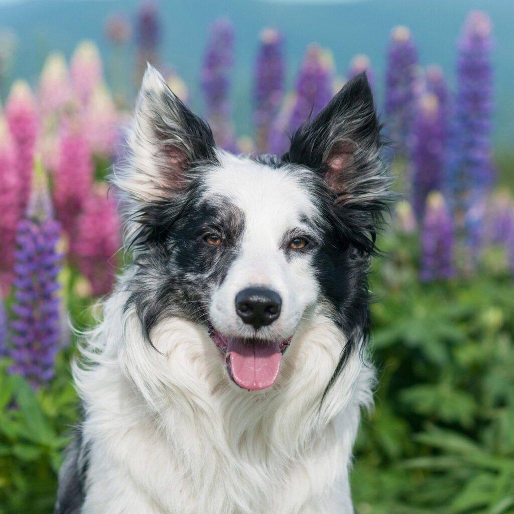 Border collie photographed in front of flowers by dog photographer Donna Kelliher