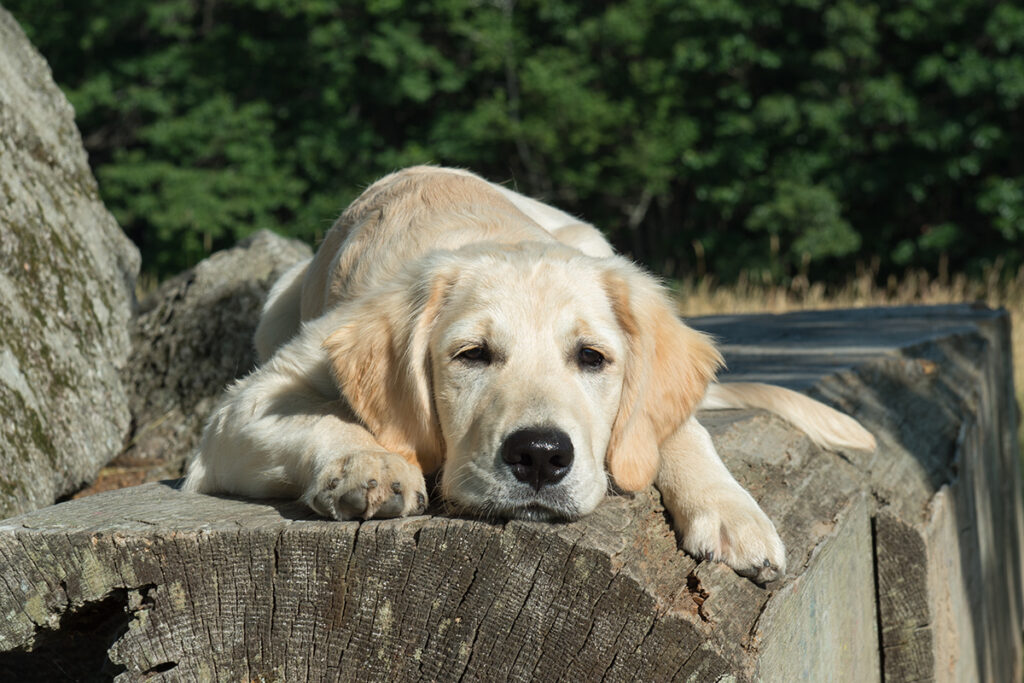 golden retriever puppy resting in the sun