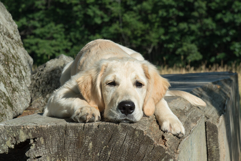 summer safety in the heat and sun
