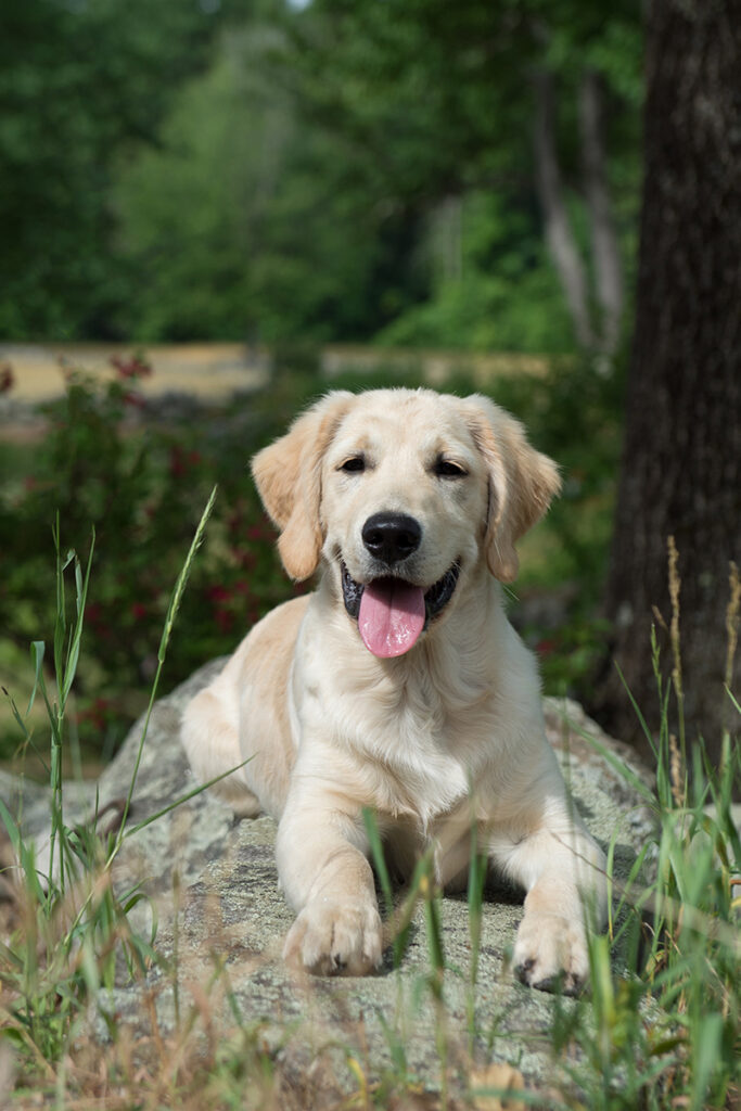 golden retriever puppy in Hollis, NH