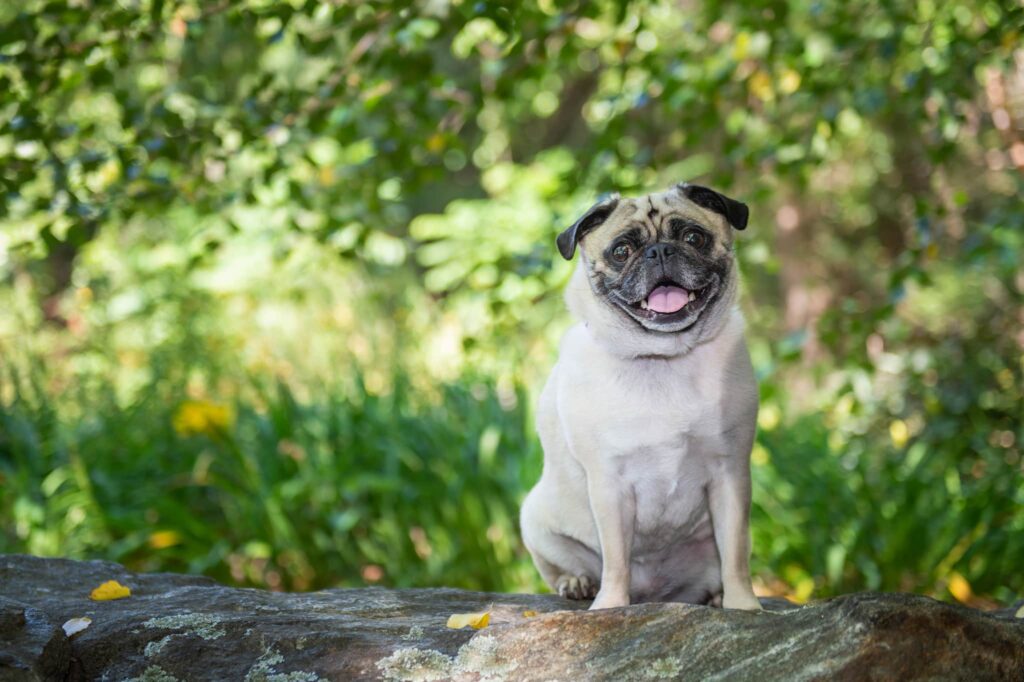 locations: Pug photographed in Massachusetts in a garden in Carlisle, Massachusetts
