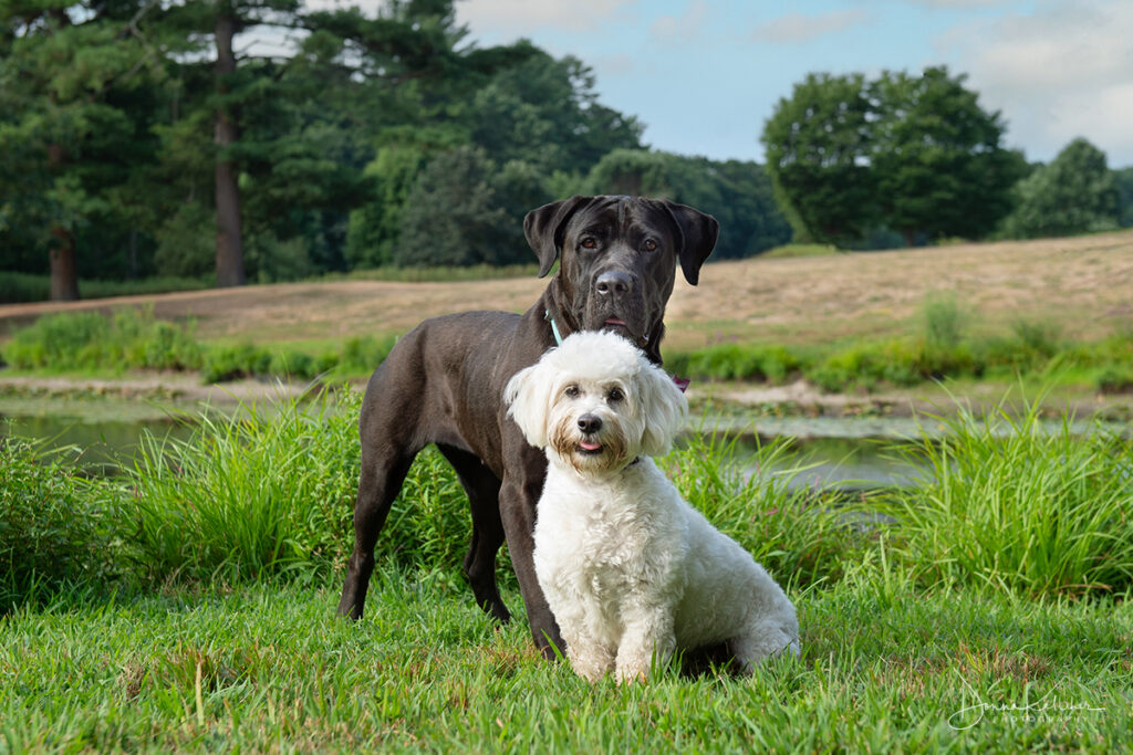 Pet portrait of a large black dog and a small white dog in a natural setting.