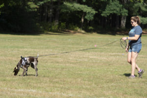 german short haired pointer tracking, wag it camp