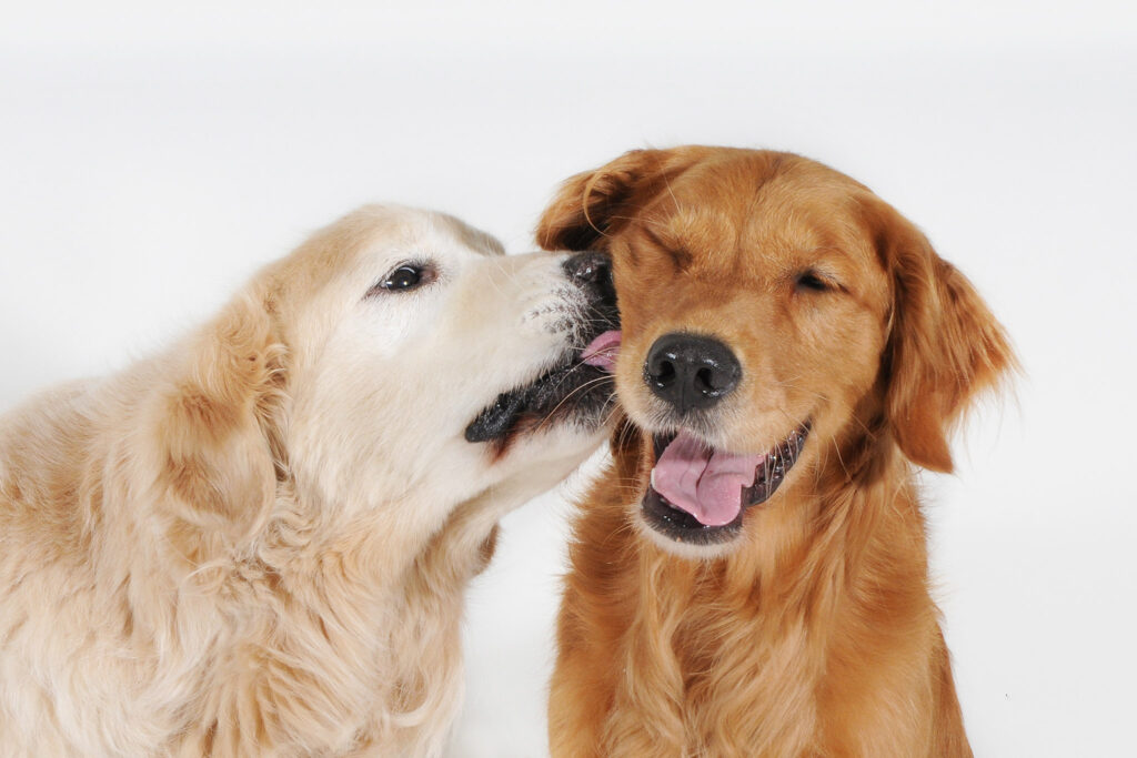 Photograph by Donna Kelliher Photography of two golden retriever dogs celebrating valentine's day with a sweet kiss