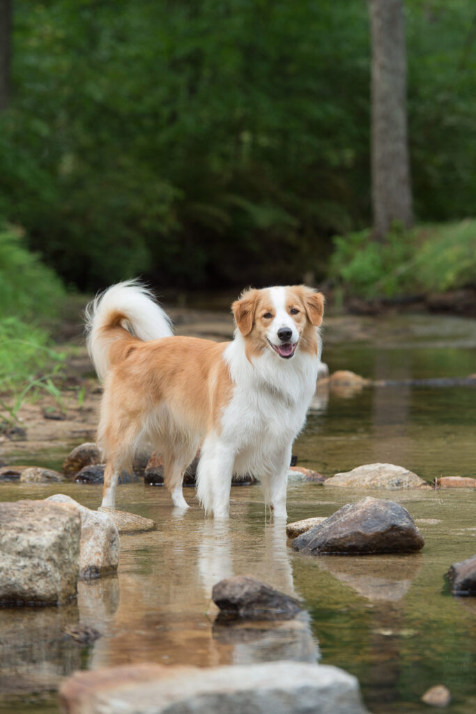English Shepherd dog photographed at Wag It camp in New Hampshire