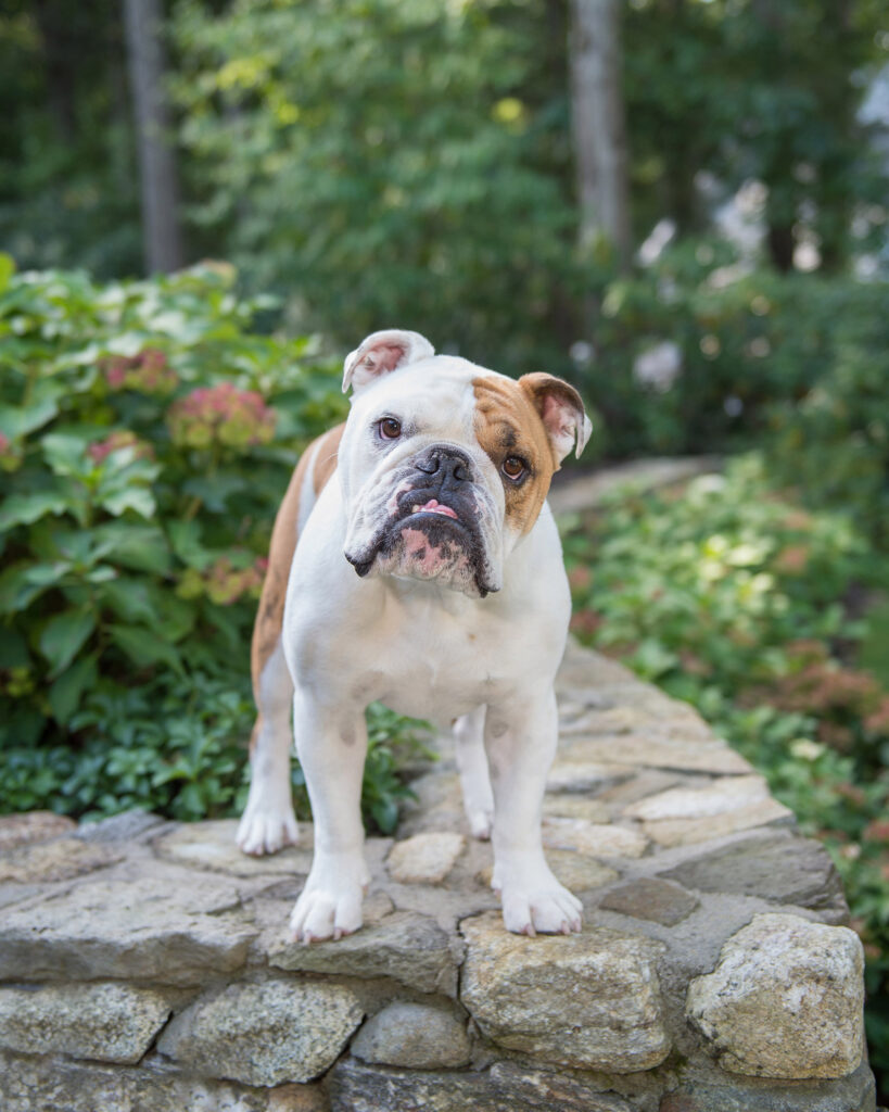 English bulldog photographed in lush garden in Weston, Massachusetts