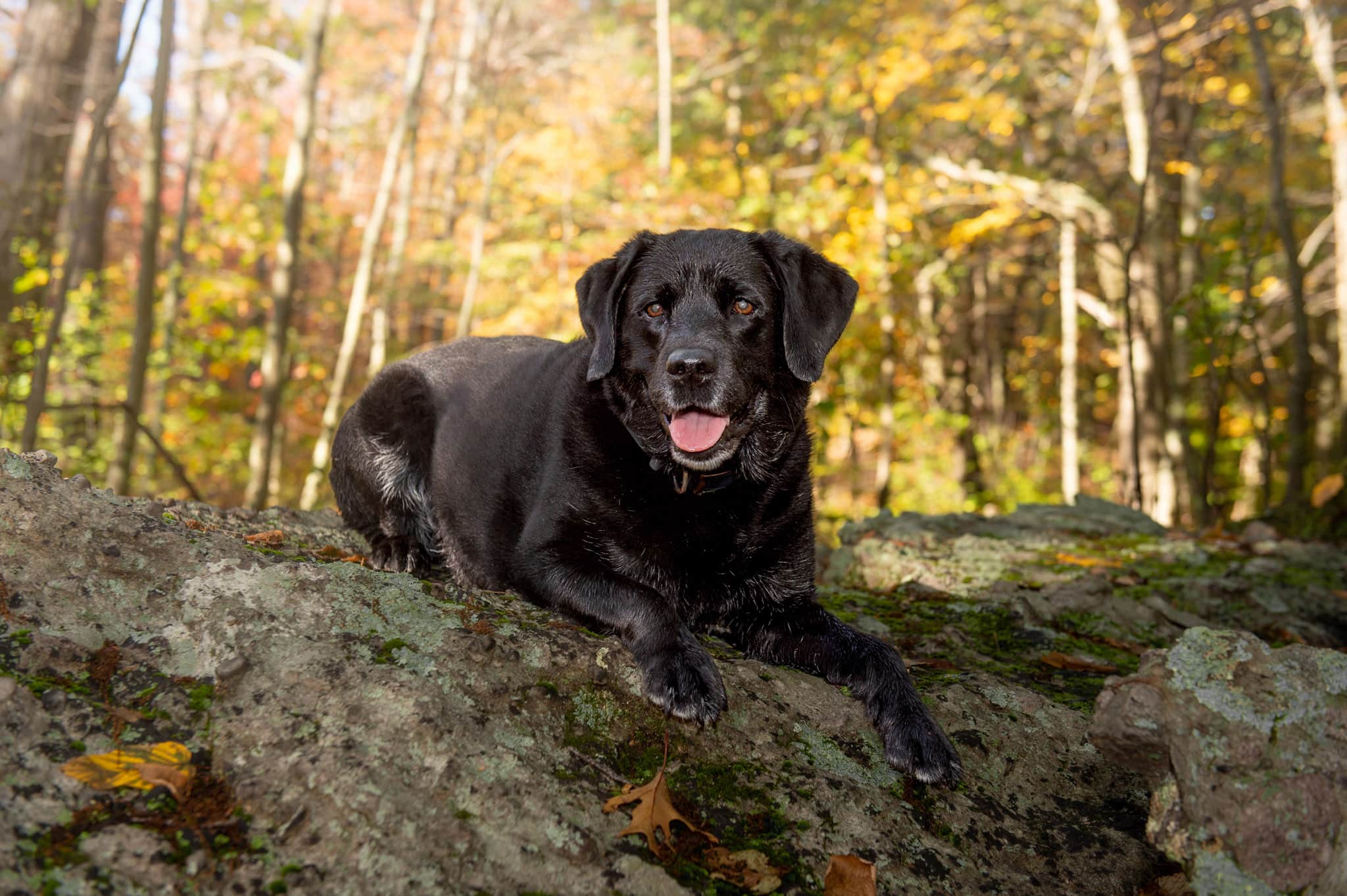 Labrador Retriever photographed in the autumn woods during a fall pet photography session with Donna Kelliher Photography