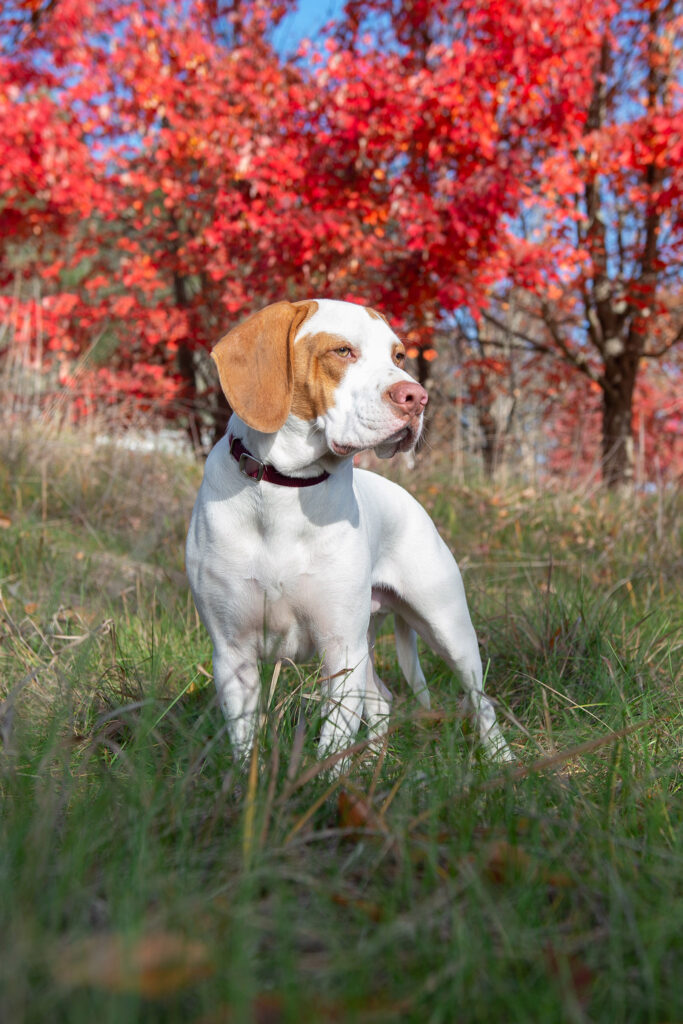 Hound mix photographed amid the New England fall colors in Carlisle, MA