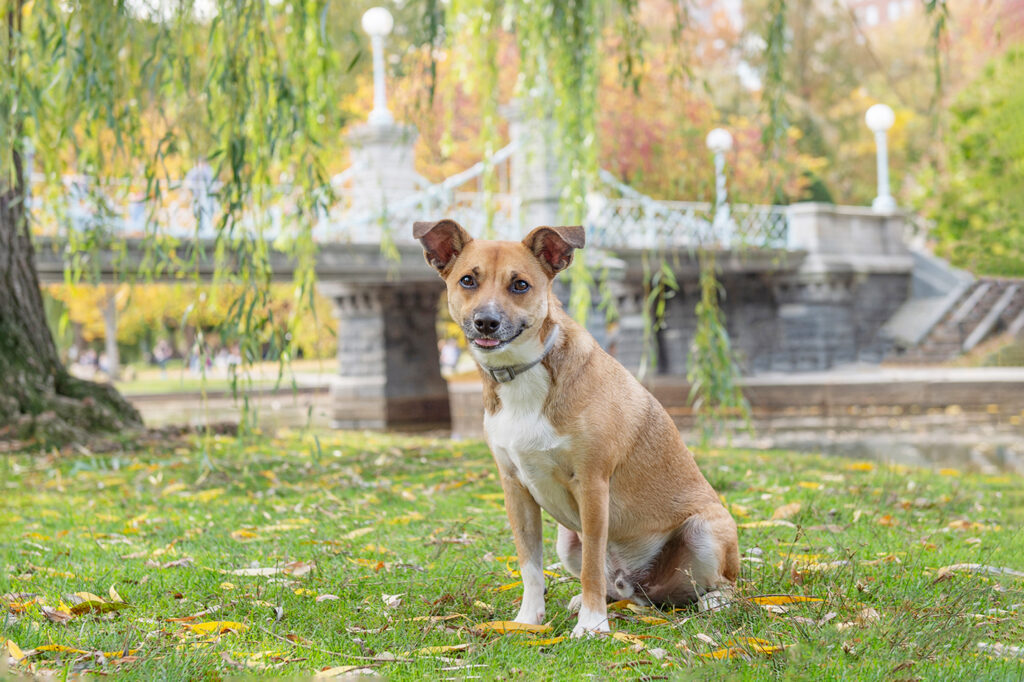 Locations: Dog photographed in Boston's Public Garden by Boston dog photographer, Donna Kelliher Photography