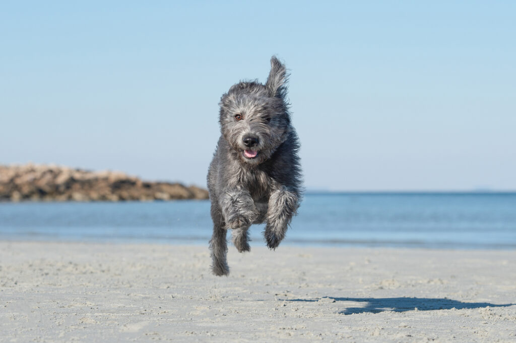 Rescue, mixed breed dog running at the beach in Gloucester, Massachusetts