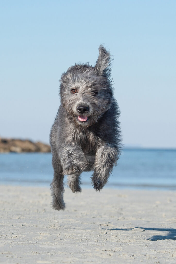 Mixed breed dog running on Wingaersheek beach, Gloucester, MA
