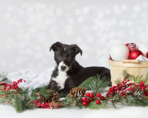 border collie christmas portrait by Donna Kelliher Photography