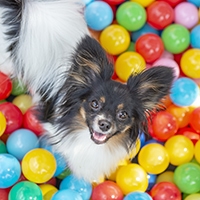photo of a dog surrounded my multicolor balls 