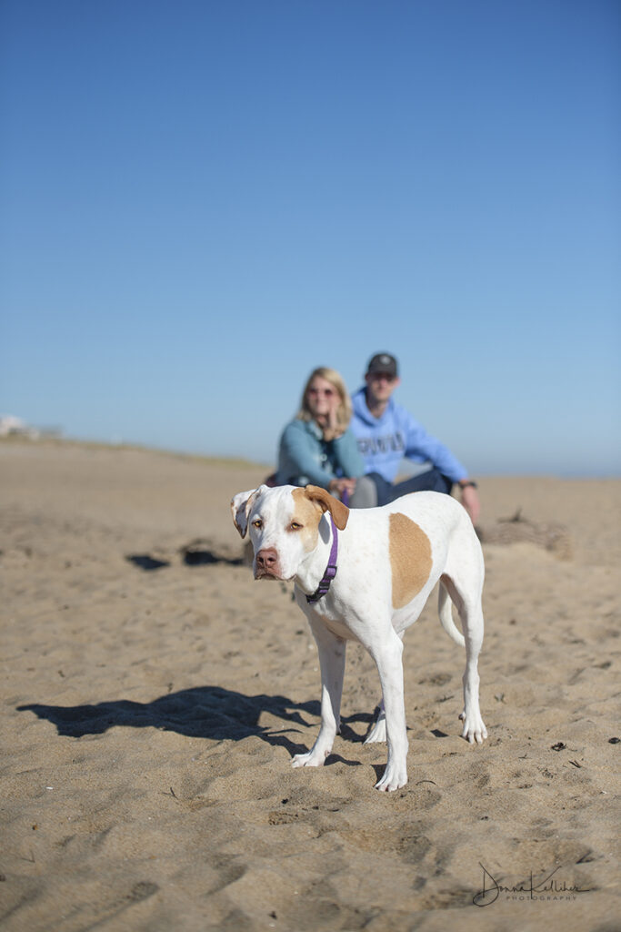 Mixed breed dog photographed with his family on the beach in Plum Island, Massachusetts