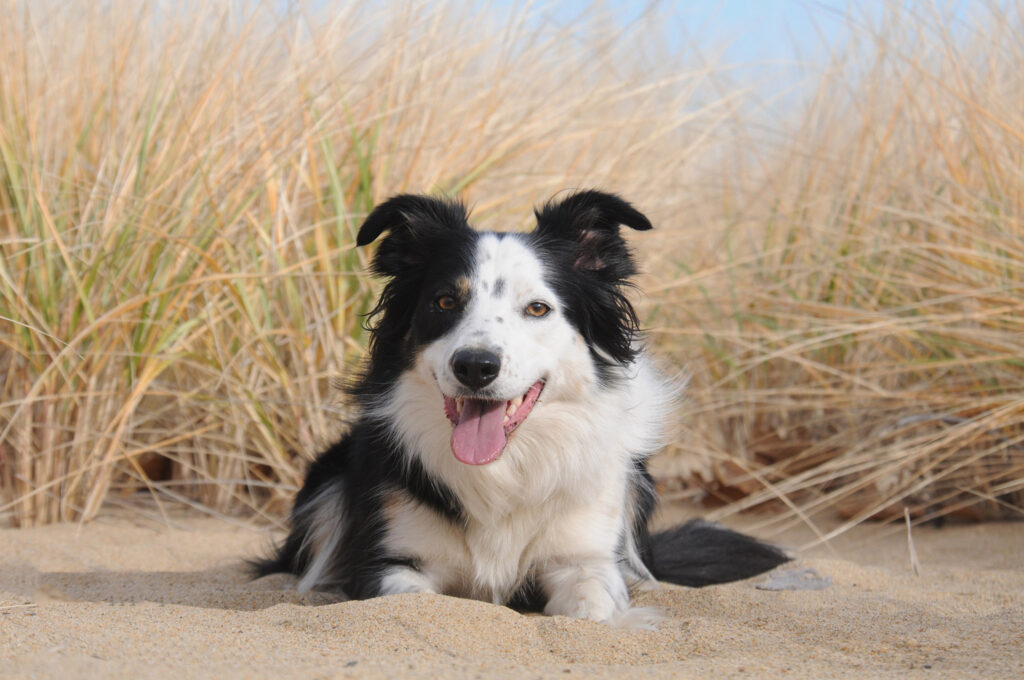 A reactive dog being photographed on a quiet Massachusetts beach during a pet portrait session.
