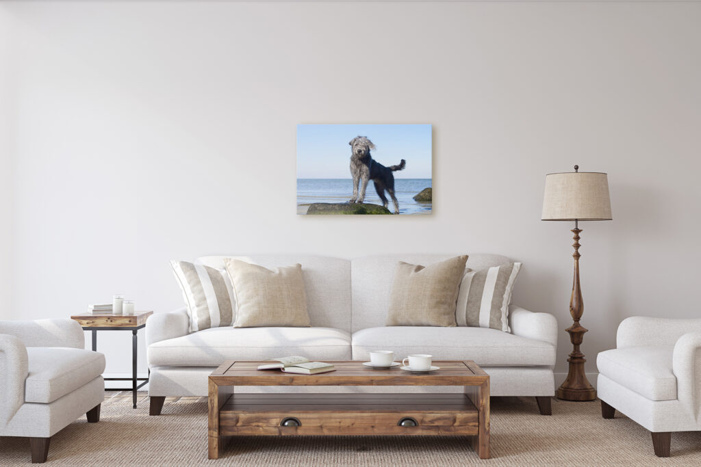 dog photography artwork by Massachusetts dog photographer, Donna Kelliher Photography. 