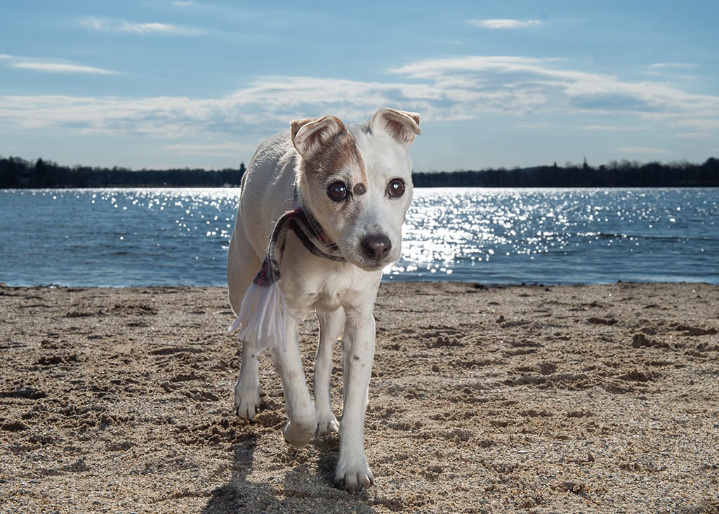 A Senior Jack Russell Terrier photographed at Lake Quanapowitt, Wakefield, MA by dog photographer Donna Kelliher