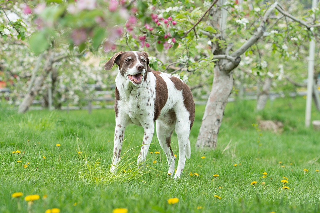 Senior Pointer mix amid the spring apple blossoms at Smolak Farms during a dog photography session with Donna Kelliher Photography, The Greater Boston Dog Photographer