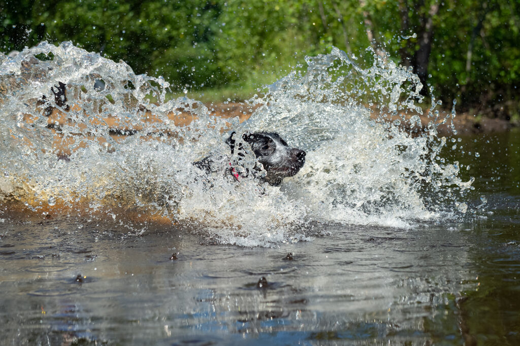 Dog splashing in Ipswich River, Massachusetts during pet portrait session with Donna Kelliher Photography, the Greater Boston Pet Photographer