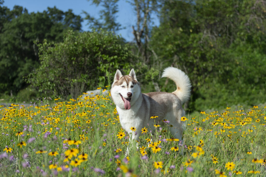 a husky in a field of wildflowers for a dog photography session with Donna Kelliher