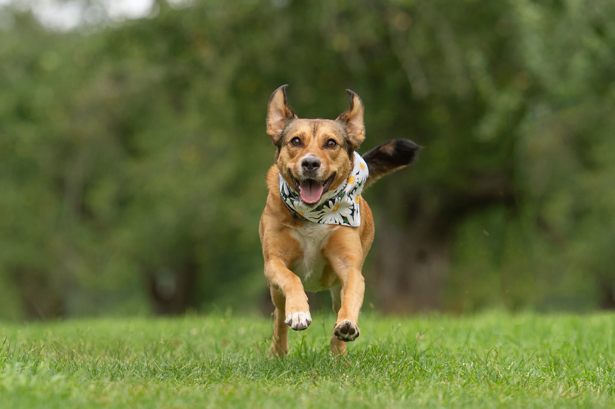 Mixed-breed dog running at Heard Farm, Massachusetts during pet portrait session with Donna Kelliher Photography, the Greater Boston Pet Photographer