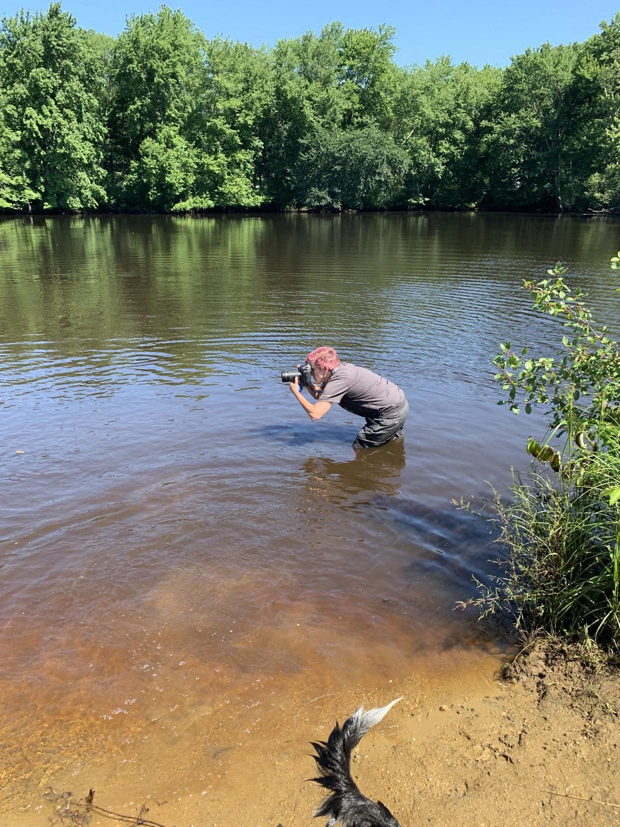 dog photographer, Donna Kelliher Photography, standing in the river photographing swimming dogs in North Reading, MA 