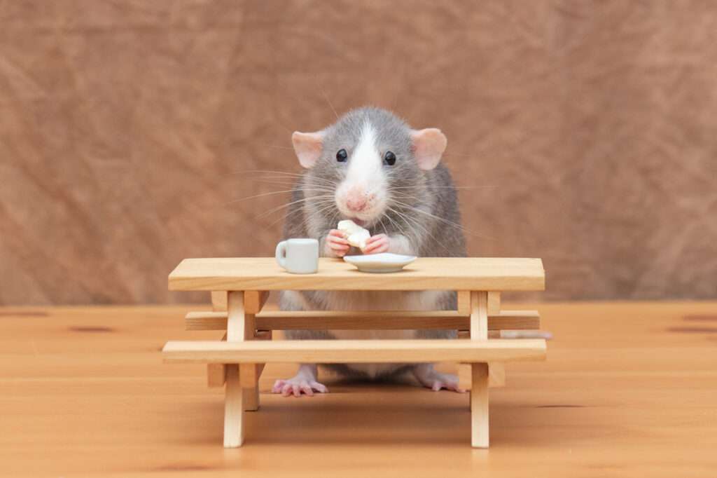 Pet rat photographed in studio by Donna Kelliher Photography