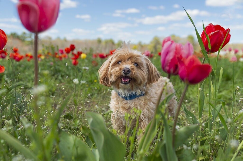 a spring portrait of small mixed breed dog among the tulips in Ipswich, Massachusetts