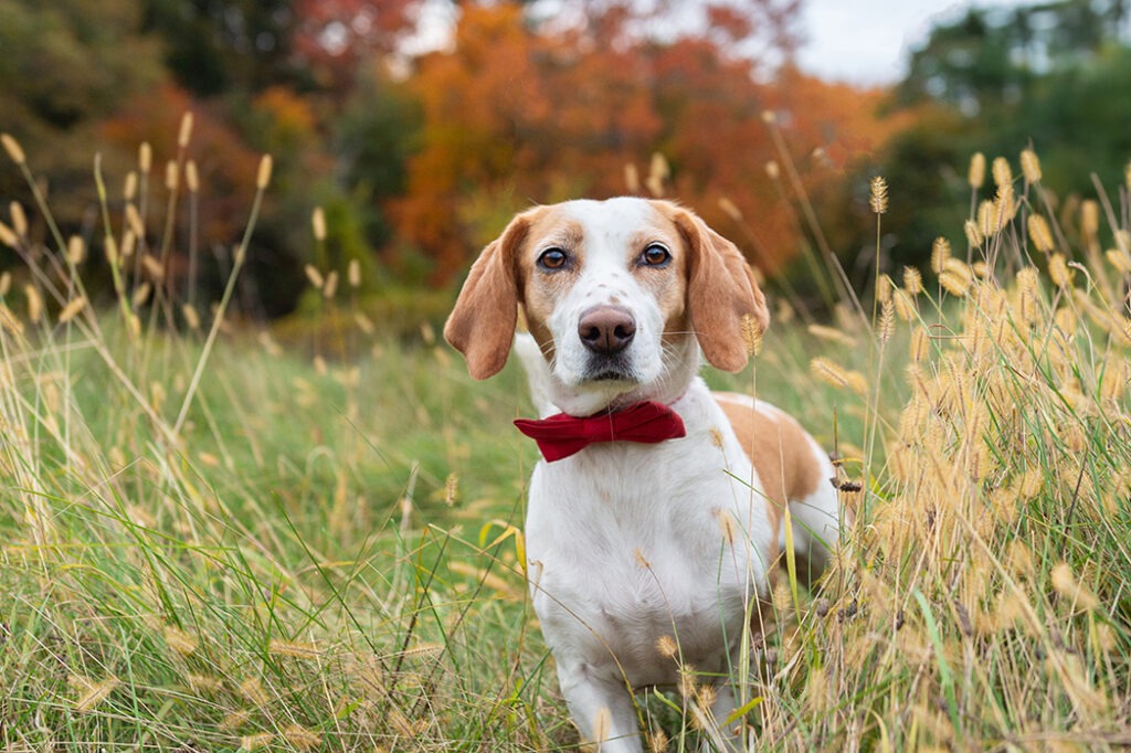 beagle fall portrait 