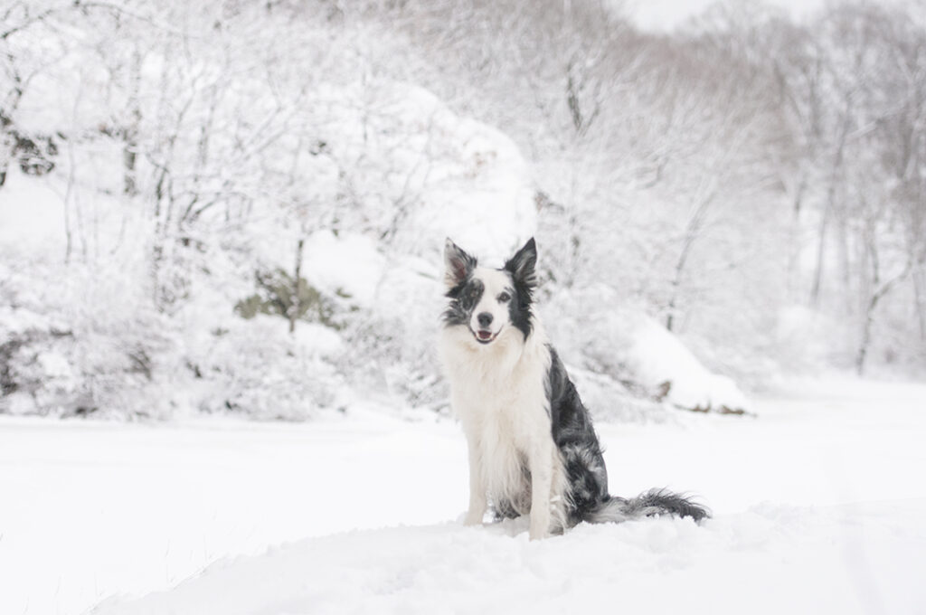 Border Collie, snow, snow portrait session, Massachusetts dog photographer