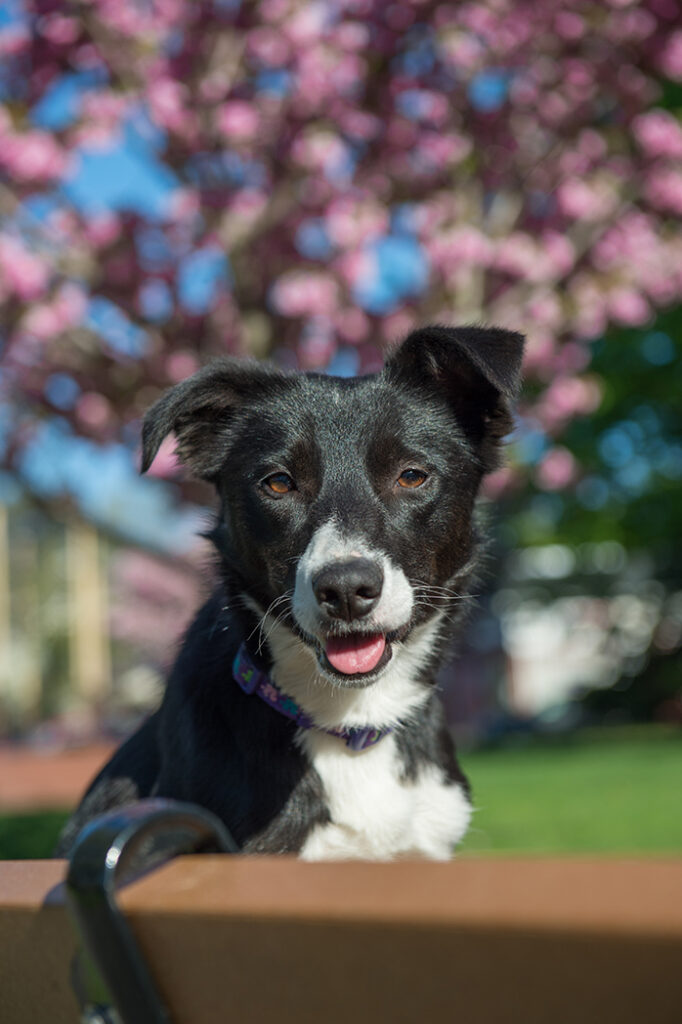 Portrait of a border collie among spring blossoms in Melrose, MA