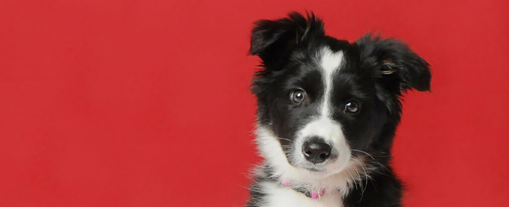a border collie photographed in the studio against a red backdrop by Massachusetts pet photographer Donna Kelliher