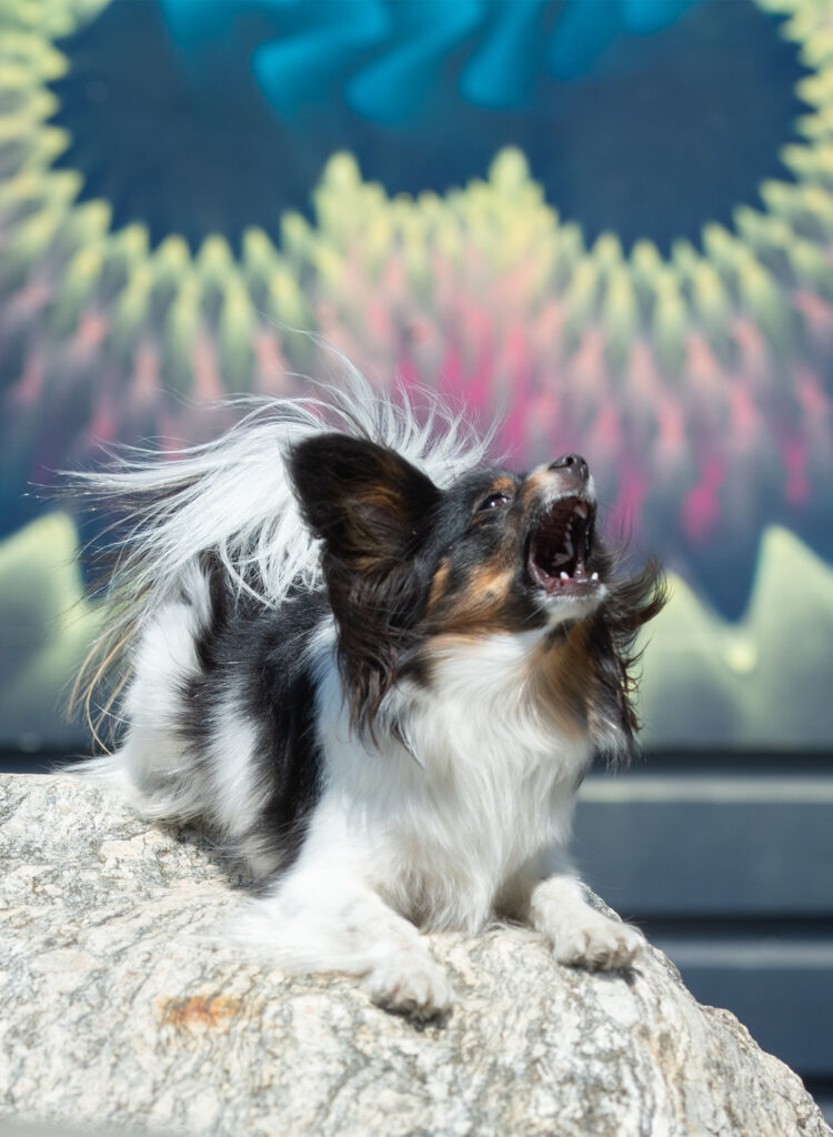 bloopers of a Papillon barking during a session with Donna Kelliher Photography in Boston, MA