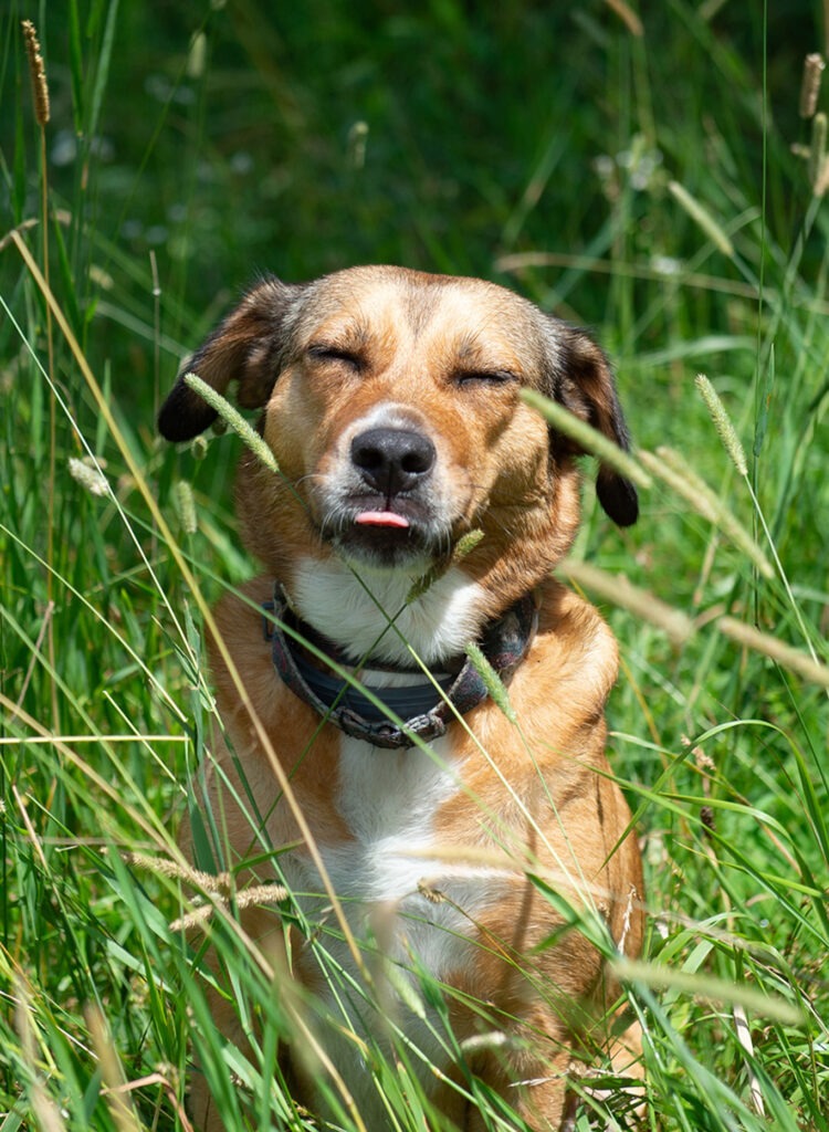bloopers of a mixed breed dog sticking her tongue out during a pet photography session in Massachusetts with Donna Kelliher