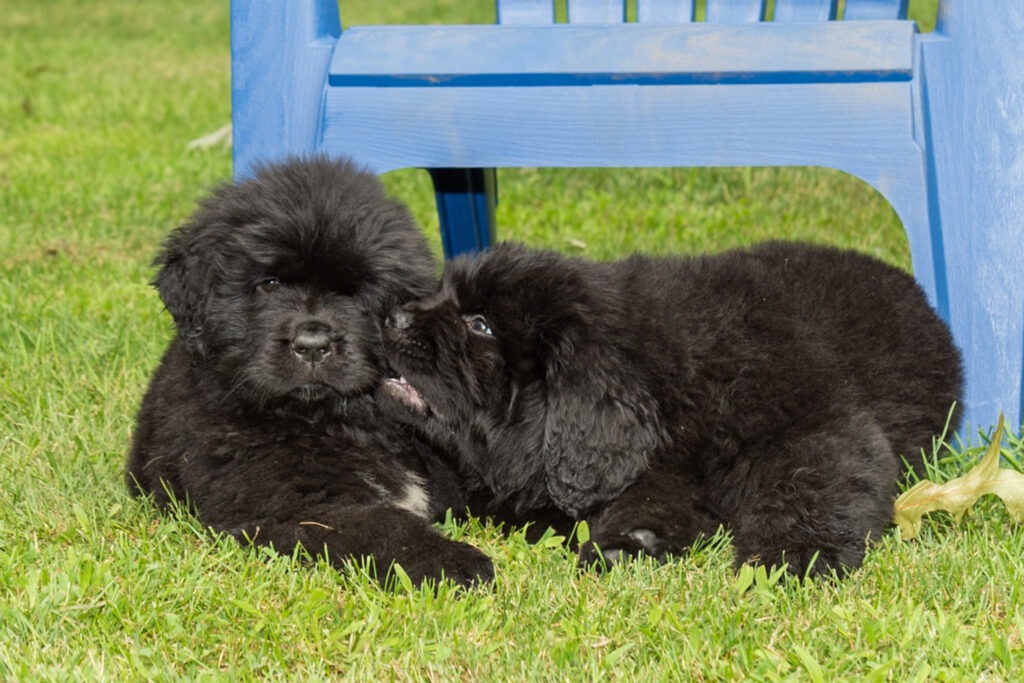 Bloopers. Newfie puppies during their dog portrait session with Donna Kelliher Photography