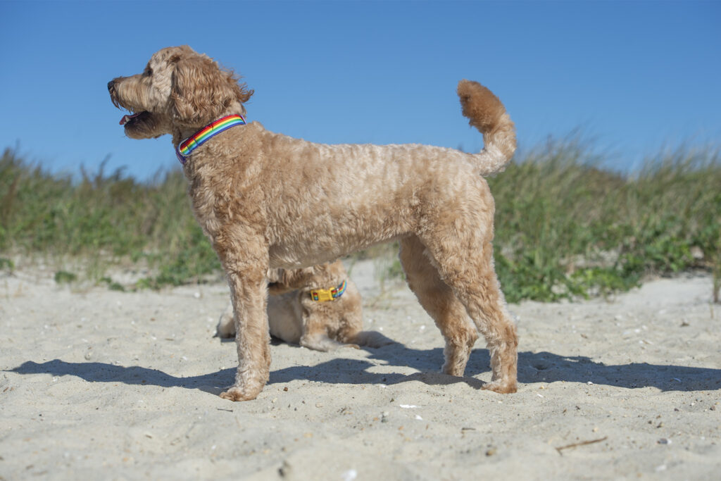 Doodle standing in front of her doodle sister during their portrait session on Cape Cod with Donna Kelliher Photography. Bloopers