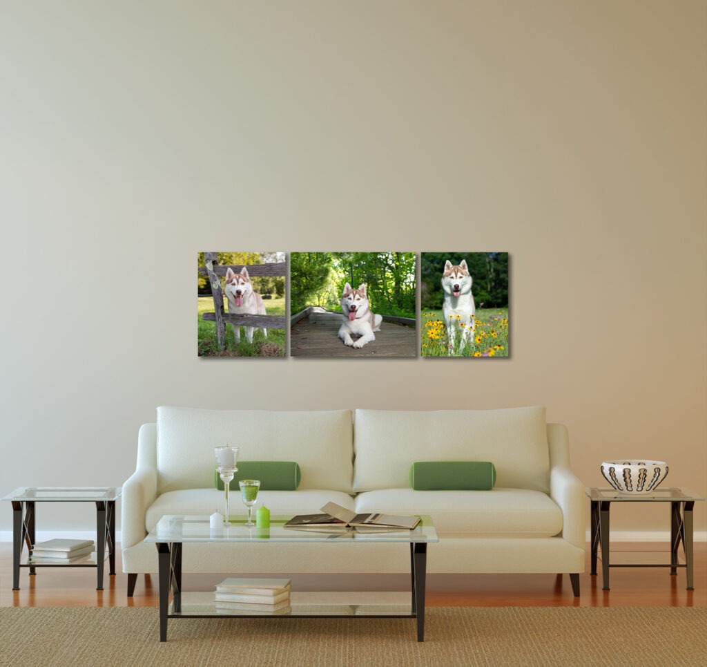 Husky portrait session in Lexington, Massachusetts with dog photographer Donna Kelliher