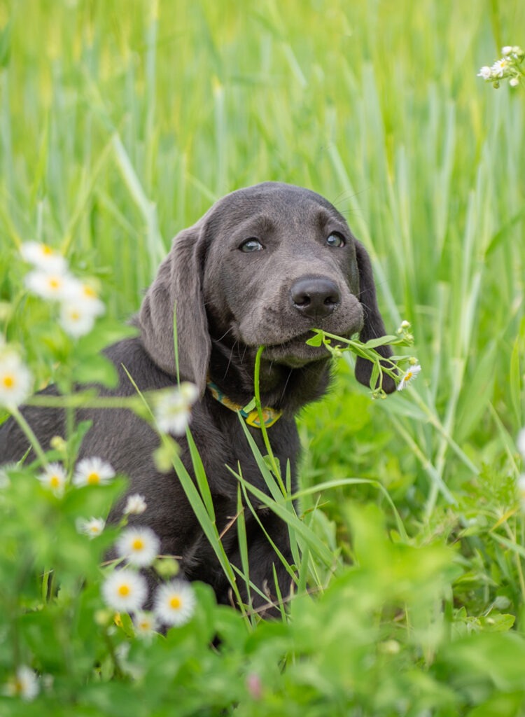 Silver lab puppy bloopers munching on the flowers during his portrait session with Massachusetts dog photographer Donna Kelliher Photography.