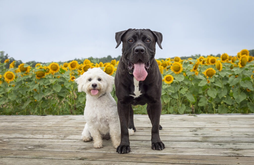 Cane Corso and small white mixed breed photographed at School Street Sunflowers during their session with Donna Kelliher Photography in Newburyport, Massachusetts