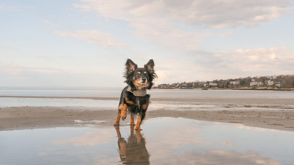 Mixed breed dog on the Wingaersheek beach in Gloucester, MA photographed by Massachusetts dog photographer Donna Kelliher Photography with my favorite gear, my Nikon Z8 and Nikon 24-70mm lens.

