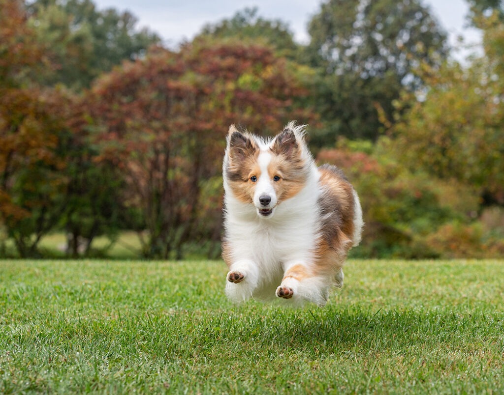 Shetland Sheepdog running across a field in Hudson, NH during a dog photography session with Donna Kelliher Photography