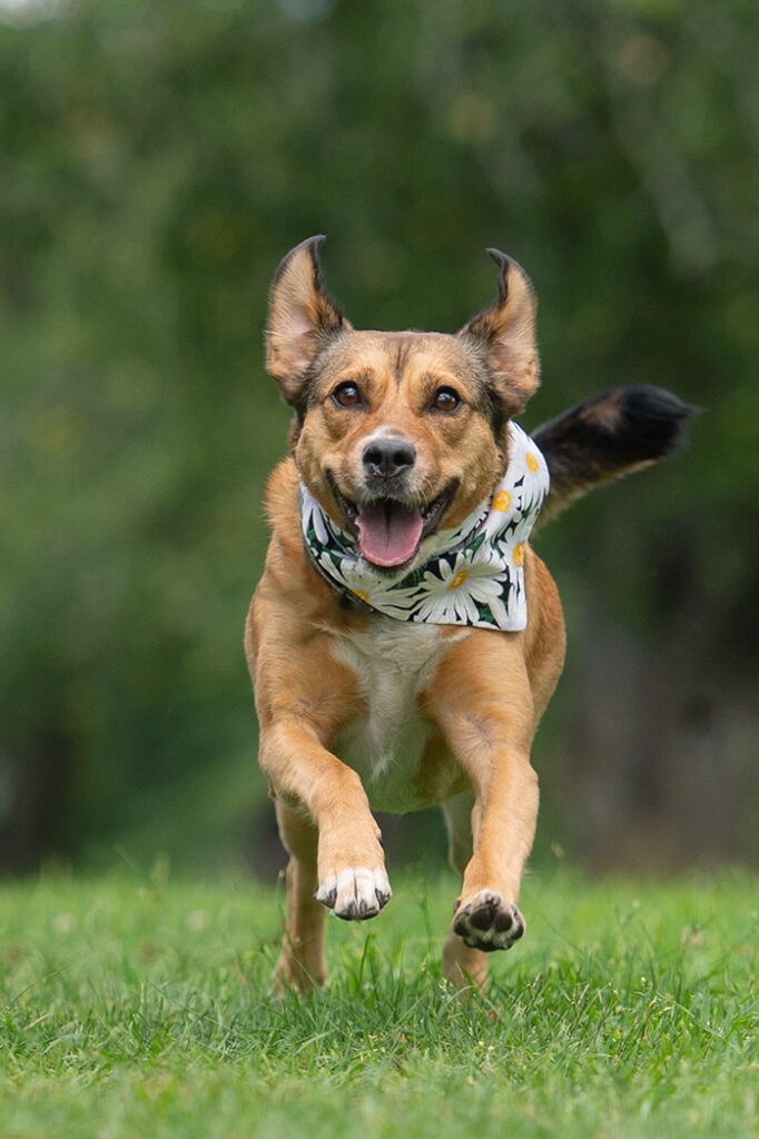 a happy Mixed breed dog running during a portrait session with Massachusetts dog photographer, Donna Kelliher