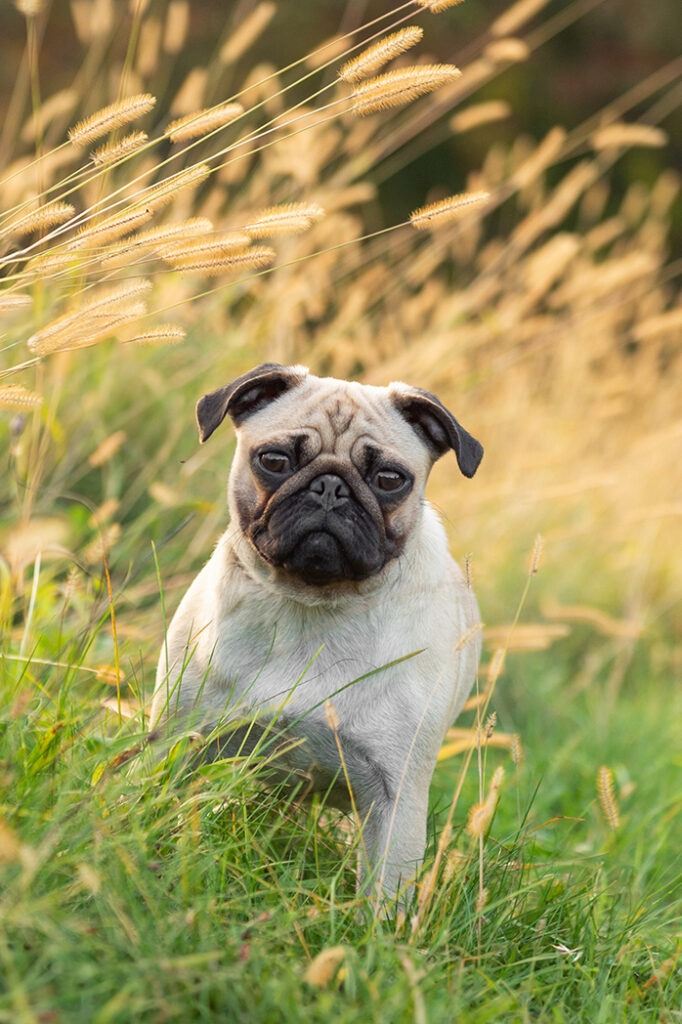 a pug photographed by Donna Kelliher Photography in Lexington, MA
