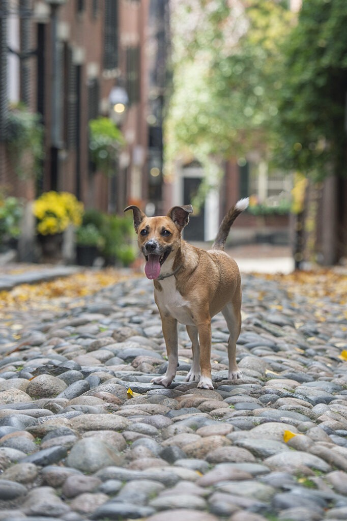 a mixed breed dog photographed in Back Bay Boston by Boston dog photographer Donna Kelliher Photography